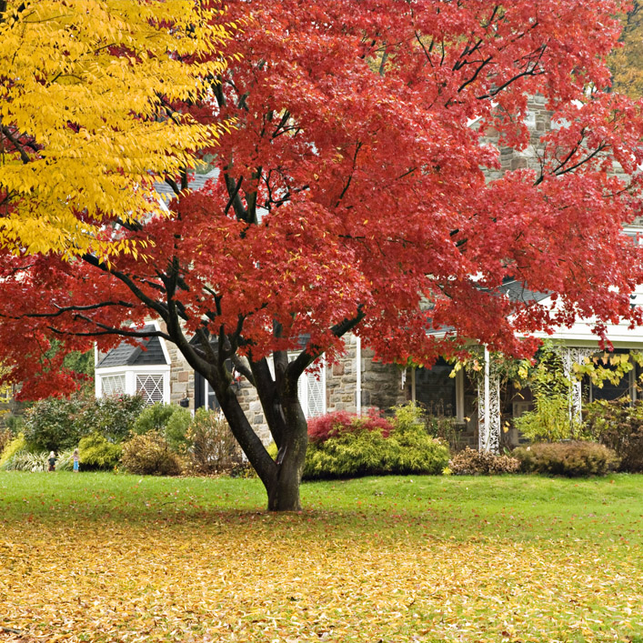Tree with red leaves in front of a house